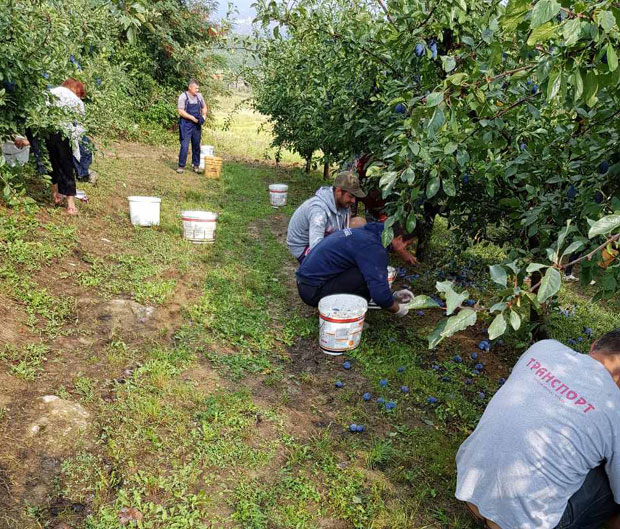 Род никад бољи подбацио-откуп